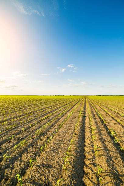 istock Green corn maize field in early stage. 640255170