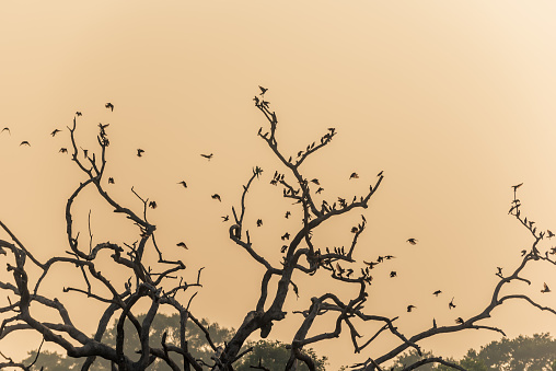 Sri Lanka: famous tree of birds in Yala National Park