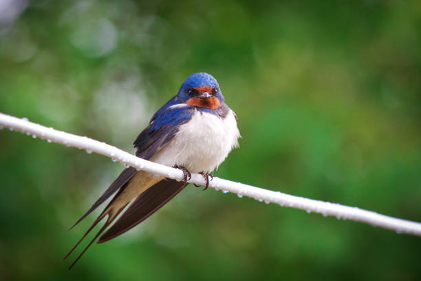 Beautiful nestling barn swallows (Hirundo rustica) sitting on the cable after the rain. Similary