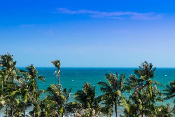 istock Panoramic view of Exotic Palm trees and blue ocean 640260670