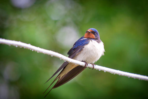 Adult nestling barn swallows (Hirundo rustica) Beautiful nestling barn swallows (Hirundo rustica) sitting on the cable after the rain. Similary hirundo rustica stock pictures, royalty-free photos & images