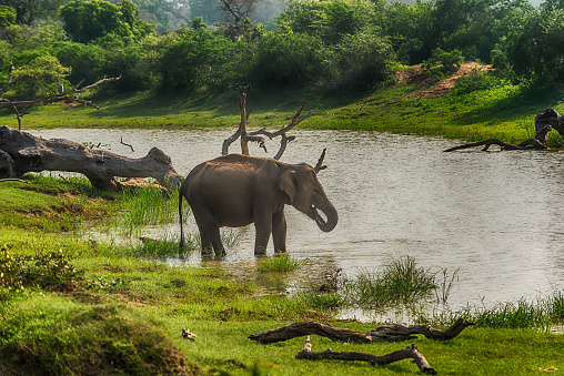 Sri Lanka: wild lankan elephant in the drinking place of Yala National Park