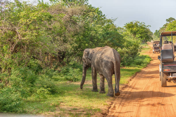 istock Sri Lanka: wild baby elephant in Yala National Park 640261014
