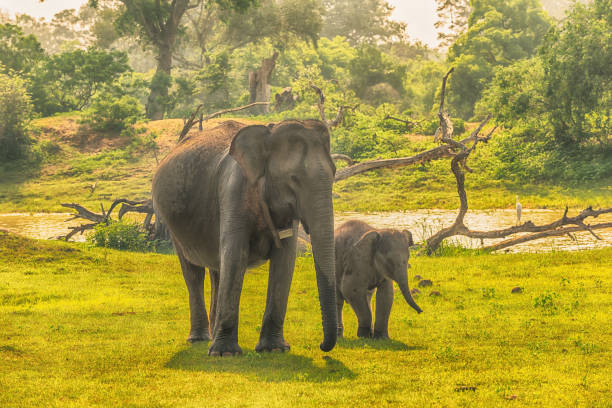 istock Sri Lanka: wild elephants in jungle, Yala National Park 640261318