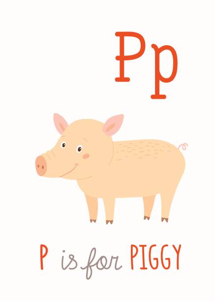 10+ Flashcard Letter P Is For Pig Stock Illustrations, Royalty