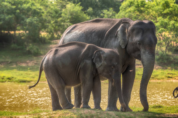 istock Sri Lanka: wild elephants in jungle, Yala National Park 640264710