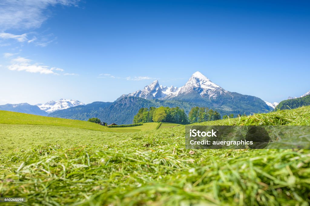 Almwiese mit verschneitem Watzmann - Lizenzfrei Alpen Stock-Foto