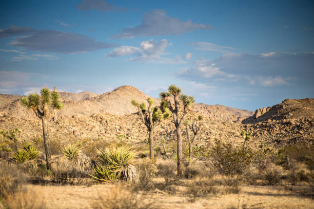 istock Sunlit Joshua Trees in Joshua Tree National Park 640265140