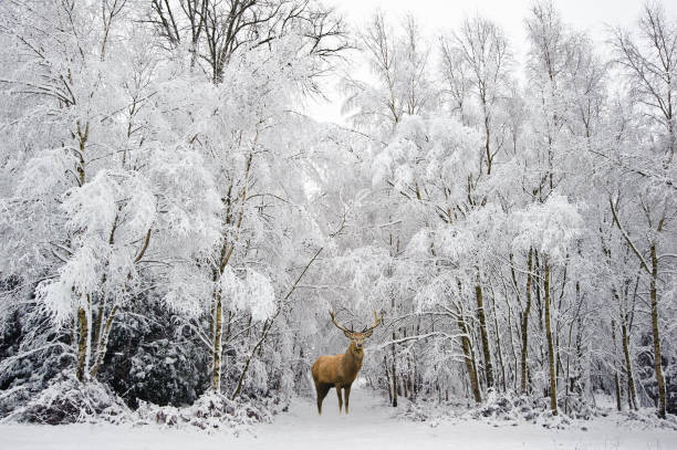 hermoso ciervo rojo en el bosque de invierno cubierto de nieve - ciervo rojizo fotos fotografías e imágenes de stock