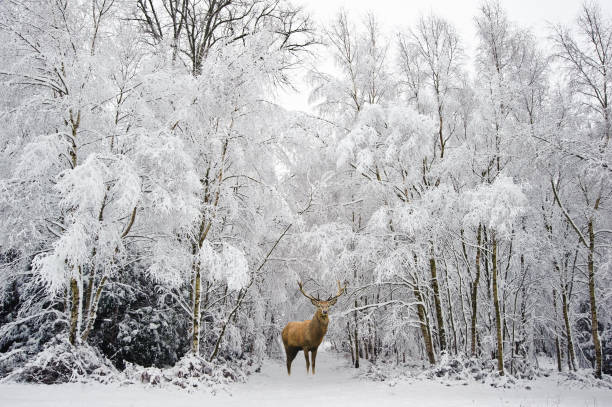 Beautiful red deer stag in snow covered Winter forest landscape