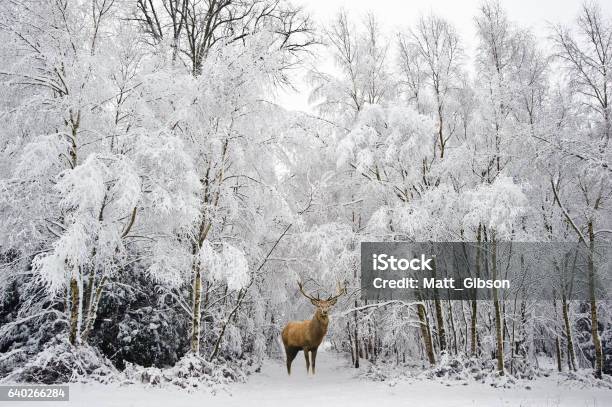 Beautiful Red Deer Stag In Snow Covered Winter Forest Stock Photo - Download Image Now