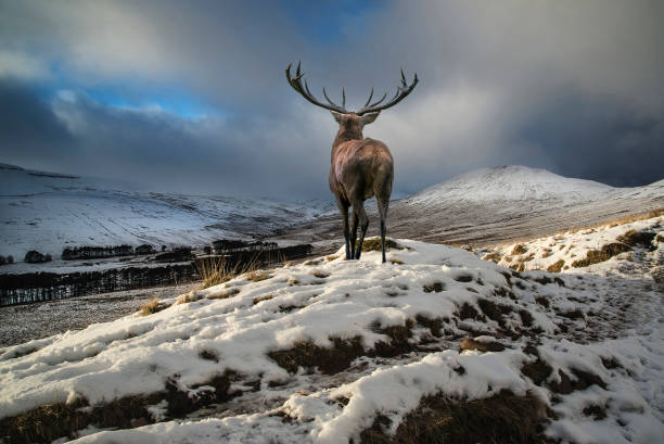 istock Beautiful red deer stag in snow covered mountain range 640266342