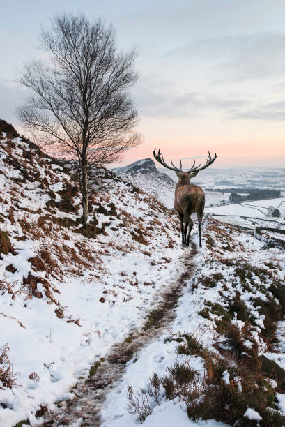 istock Beautiful red deer stag in snow covered mountain range 640266392