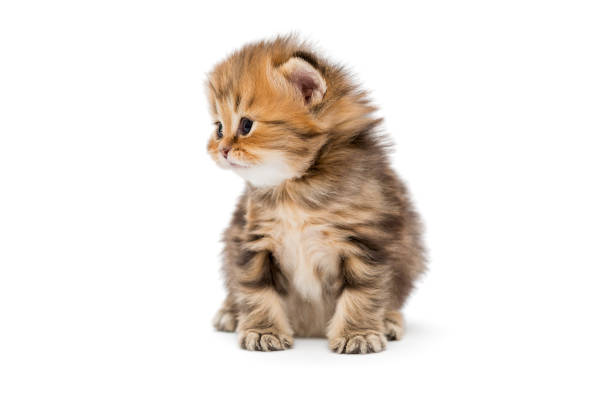 istock Small striped kitten breed British marble 640267494