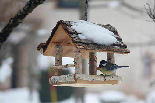 Great tit having dinner in cold winter