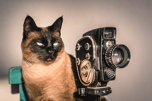 istock Cat playing film director. 640268452