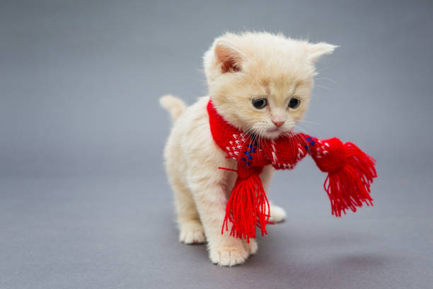 istock Little kitten British breed with a beautiful scarf 640268980