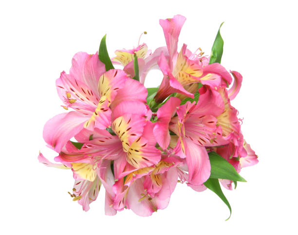 istock Alstroemeria in a white background 640269616