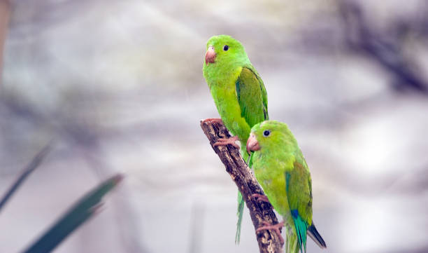 istock Plain parakeet under the shade of the leafy tree 640269948
