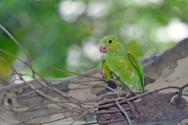 istock Plain parakeet under the shade of the leafy tree 640270106