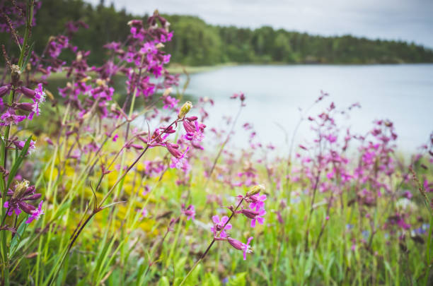 istock Wild pink flowers, summer background 640270592