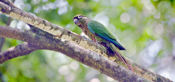 istock Maroon-bellied parakeet perched in Atlantic Rainforest tree 640270970