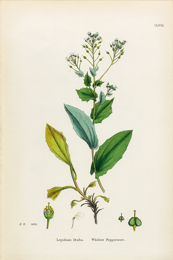 Very Rare, Beautifully Illustrated Antique Engraved and Hand Colored Victorian Botanical Illustration of Whitlow Pepperwort, Lepidium Draba, 1863 Plants. Plate 158, Published in 1863. Source: Original edition from my own archives. Copyright has expired on this artwork. Digitally restored.