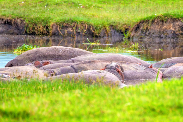 Pack of hippos is having rest in river