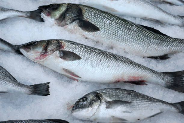 istock Fresh saltwater fish on crushed ice. 640277340