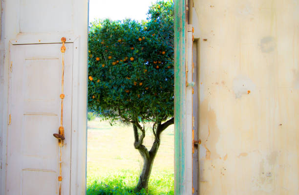 Idyllic-vision dreamlike orange tree seen from old open French doors.  Shot in Sicily, with plenty of copy space on the distressed house walls.