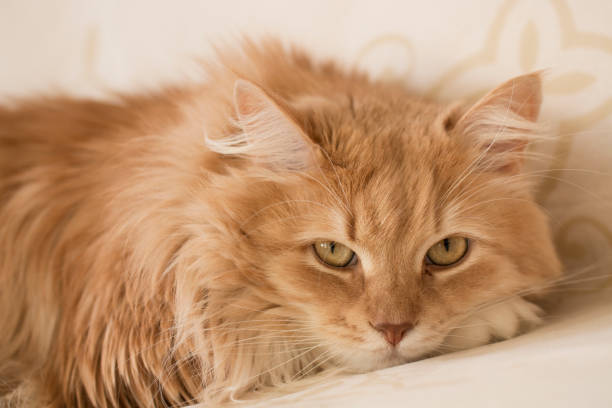 istock Siberian cat looking at the lens 640277814