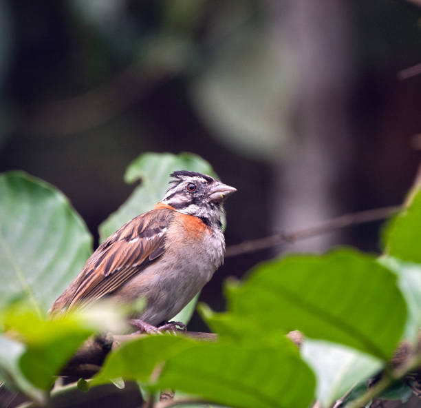 istock Rufous-collared sparrow on the tree branch of forest 640281680
