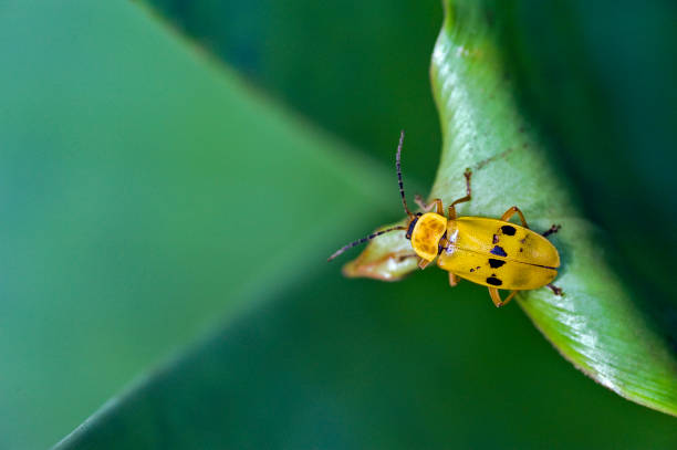istock Yellow and black bug on green leaves 640282160