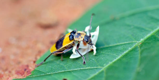 istock Yellow and black bug eating white flower 640282478