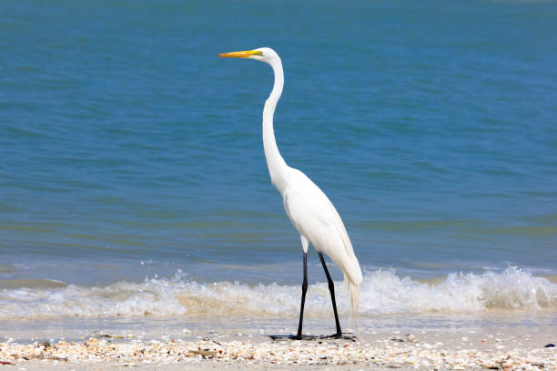 istock Great egret (Ardea alba) standing on beach,  portrait from site 640282534