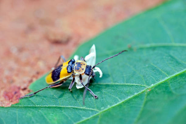 istock Yellow and black bug eating white flower 640282536