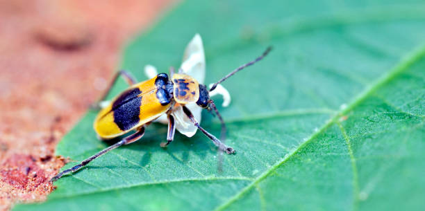 istock Yellow and black bug eating white flower 640282594