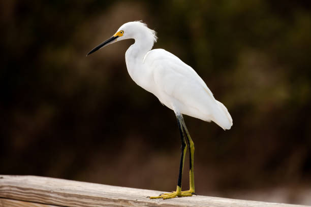 istock Snowy Egret (Egretta thula) in morning sun, portrait from site 640282648