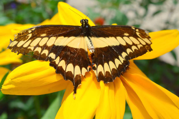 istock Giant Swallow Tail Butterfly 640286546