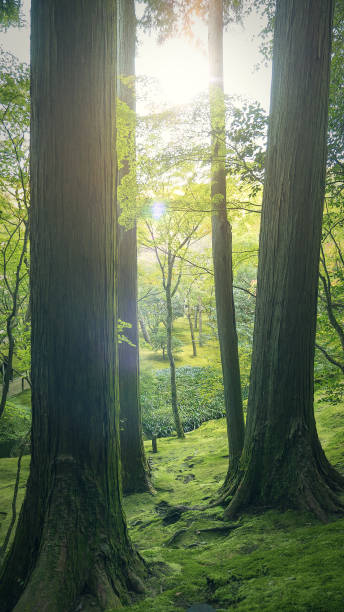 istock Sunlight between the trees in the forest with moss on the ground 640286672
