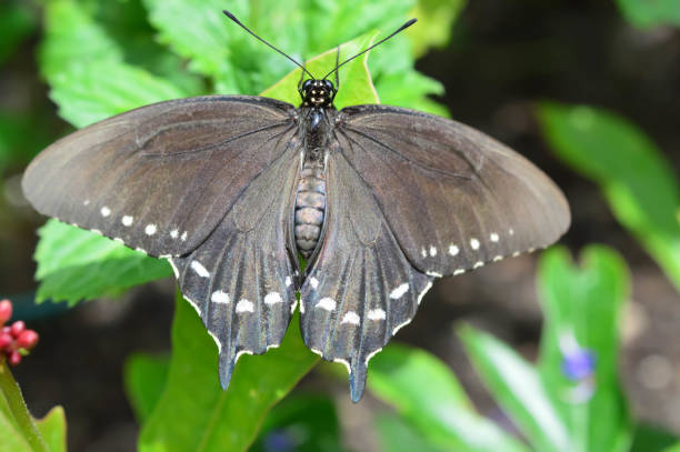istock Pipewine Swallowtail Butterfly 640286846