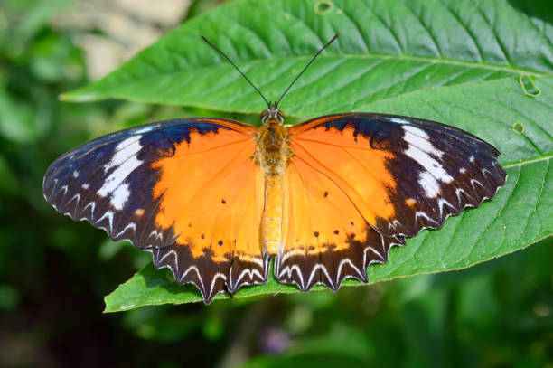 istock Gulf Frit Butterfly 640286982