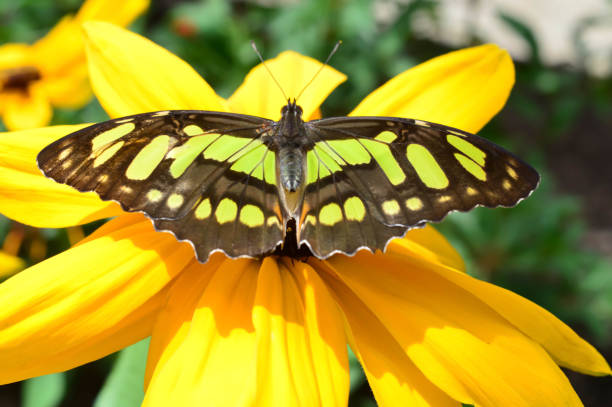 istock Florida Malachite butterfly on the sunflower 640287186