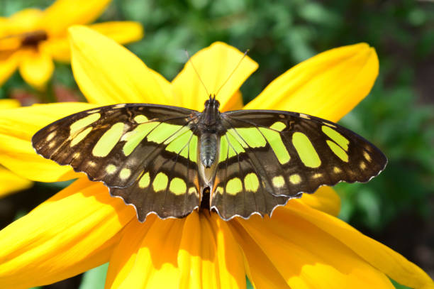 istock Florida Malachite butterfly on the sunflower 640287194