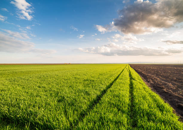 istock Green field of sprouting wheat. 640287280