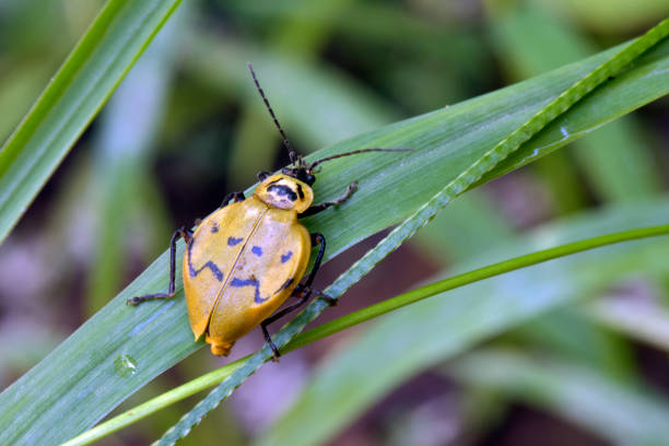 istock Yellow and black bug on green leaves 640287558