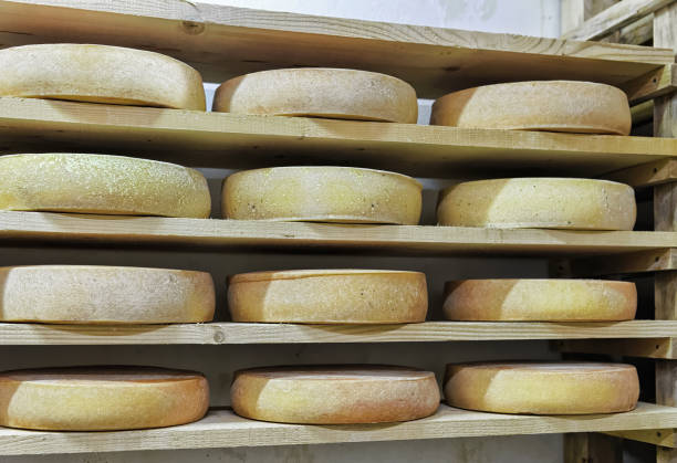 Wheels of aging Cheese on wooden shelves in maturing cellar in Franche Comte dairy in France
