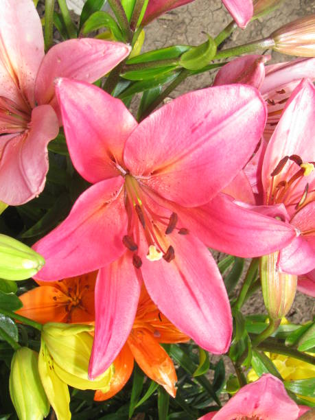 istock Pink Lily Flower 640289144