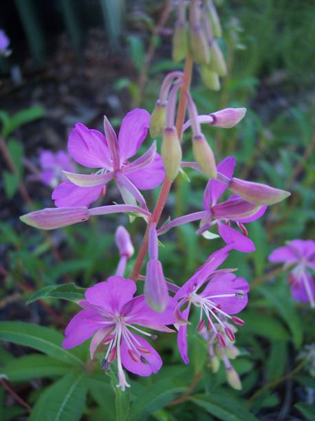 istock Alaskan Fireweed Flowers 640289286