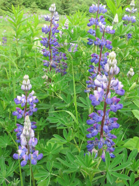 istock Purple Flowers 640289380